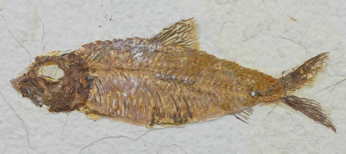Knightia Fossil Fish - Wyoming #60471